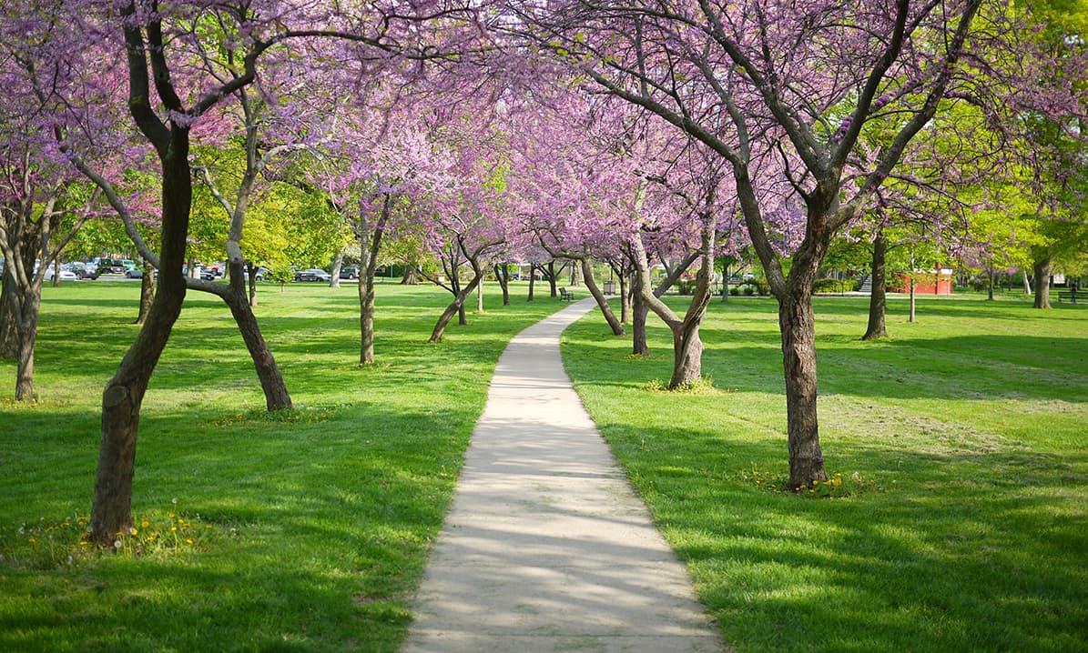 Redbud trees blooming in spring in west Lawrence, Kansas